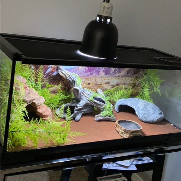 Reptile (leopard Gecko) Tank - Picture 4 of 6